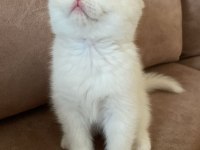 2 aylık beyaz dişi british shorthair