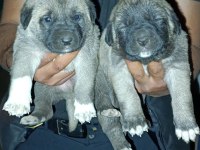 DİŞİ ERKEK SAFKAN SİVAS KANGAL YAVRULAR