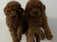 ORJİNAL TOY POODLE