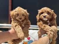 Petmode  köpek çiftliğinde ziyarete açık kore maltipoo
