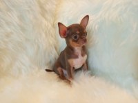 TEACUP DİŞİLER MUHTEŞEM ANATOMİ BULGARİSTAN KAN ŞİVAVA