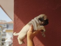 Hamburger Surat Pug Mops