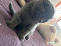 Oyuncu scottish fold oğluma yuva