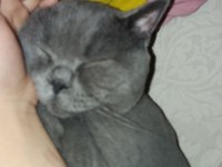 2 yaşında kısırlaştırılmış british shorthair
