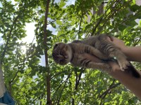 Scottish Fold ve British Shorthair 3 aylık yavrularımız