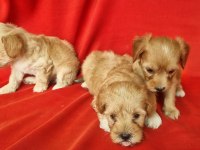 Maltipoo yavrularım