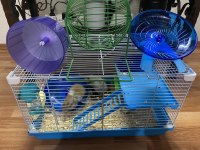 Suriye hamster yavrularımı ücretsiz sahiplendiriyorum