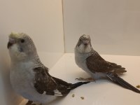 Yavru karakanat muhabbet kuşlar