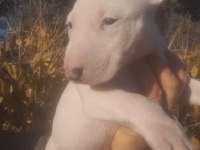 A Kalite Safkan Bull terrier yavru