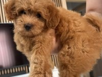 Yavru Poodle 2 Aylık