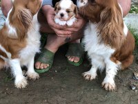 DEĞERİNİ BİLENE A PLUS KALİTE DİŞİ BEBEK KÖPEKLER