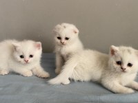 2 tane British Shorthair 1 tane Scottish Fold