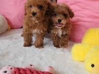 Ruhsatlı Köpek Çiftliğinden Maltipoo  Yavrularımız 