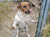 Fırlama Jack Russell Show Kalite