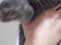 British shorthair Kakulemize acil ömürlük yuva arıyoruz