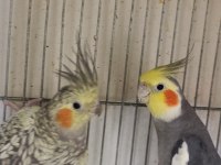 1 yaşında erkek sultan papağanı