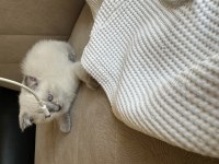 2 aylık scottish fold erkek Muğla merkez ve çevresi