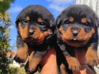 Macar Kafa Rottweiler Yavrular