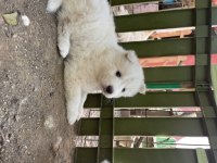 KARTOPU Samoyedler için SON FIRSAT