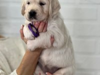 Golden Retriever Adrese Teslim Hizmetimiz Vardır