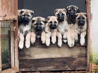Sivas Dev Kral Kangal Çiftliği