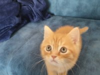 2 aylık orence color british shorthair