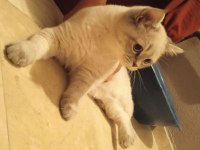 Uysal oyuncu british shorthair kedimiz