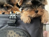 Yorkshire terrier dişi erkek teacup yavrularım
