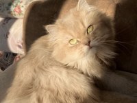 Yetişkin Dişi CY11 British Longhair