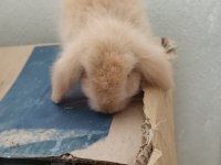 Lop tavşan karamel