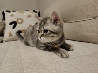 19 Mart doğumlu British shorthair