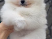1. Sınıf A kalite pomeranian bebekler