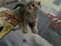 DİŞİ TATLI BRİTİSH BEBEKLER