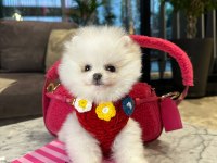 POMERANİAN BOO KIZIMIZ MOLLY
