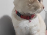 5 aylık kedime yuva arıyorum