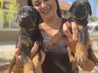 Secereli doberman yavrularım