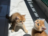Show kalite ayı surat british shorthair bebekler