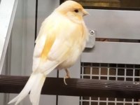 KANARYA ERKEK KONUŞAN KUŞLARIMIZ GÖNDERİM SAĞLANIR