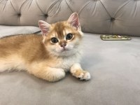 4 aylık british shorthair sahiplendirme