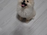 Pomeranian boo 7 aylık