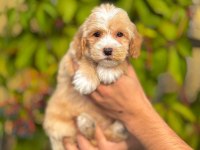 Pamuk Gibi Maltipoo Bebekler Aile Ortamında Büyüdü