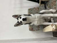 6 AYLIK SAFKAN ERKEK HUSKY CİNS KÖPEĞİMİZ