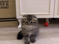 Scottish fold yavrularım