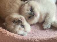 2.5 Aylık Scottish Fold Sadece İzmir
