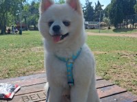 7 aylık erkek pomeranian