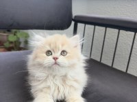 Cy12 Çikolata Golden Yavru British Longhair