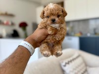 ÇOK SAĞLIKLI MALITPOO BEBEKLER 