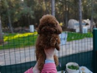 Teacup Poodle Erkek