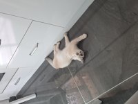 Safkan British Shorthair Blue Point