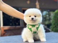 minnoş pomeranian